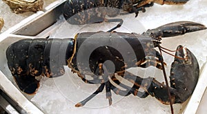 Fresh lobster on ice