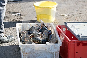 Fresh lobster in Portmagee photo