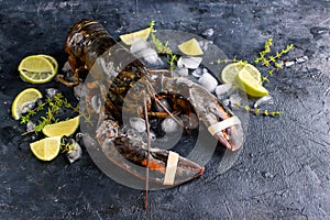 Fresh lobster, sprigs of defroster, ice, lime. View from above, place for text. Seafood