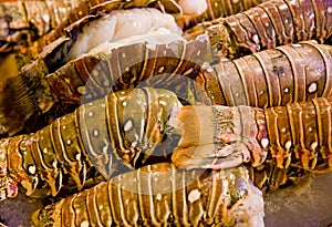 Fresh Lobster Tails