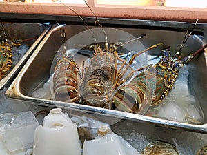 Fresh lobsters in the market