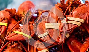 Fresh Lobsters for Sale