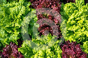 Fresh Lollo Rosso Lettuce In The Garden