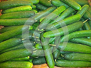 Fresh long cucumbers in the new crop basket