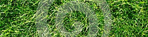 Fresh long grass field background, green grass, green background texture lawn