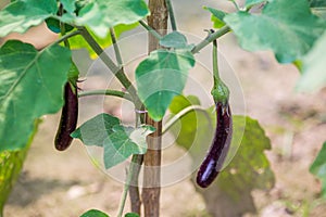 Fresh long purple brinjal eggplant hanging on the plant