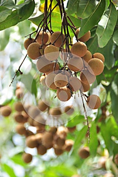 Fresh longan