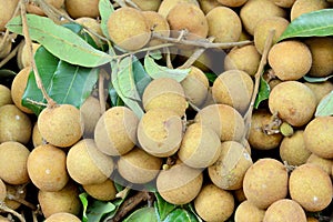 Fresh longan with leaves