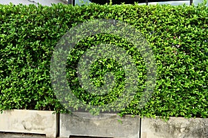 A fresh-looking green leaf wall