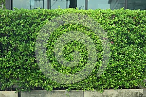 A fresh-looking green leaf wall