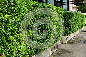 A fresh-looking green leaf wall