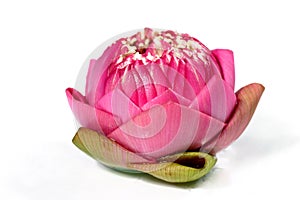 Fresh lotus
