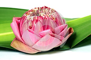 Fresh lotus