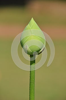 Fresh lotus bud for worship