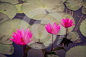 Fresh lotus flower