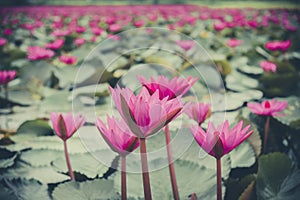 Fresh lotus flower