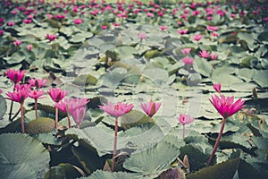 Fresh lotus flower