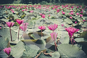 Fresh lotus flower