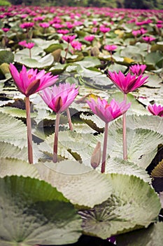 Fresh lotus flower