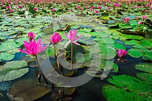 Fresh lotus flower