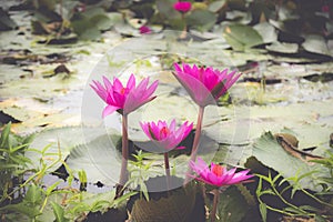 Fresh lotus flower