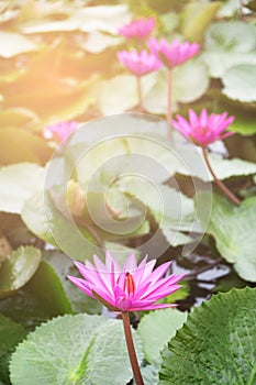Fresh lotus flower