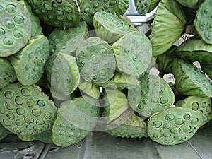 Fresh lotus pod from canal