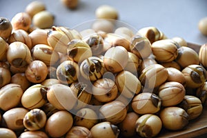 Fresh lotus seeds piled.