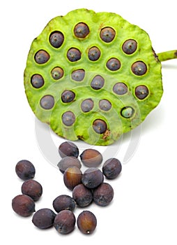 Fresh lotus seeds and pod