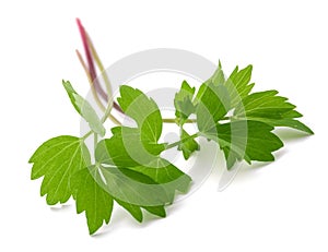 Fresh lovage