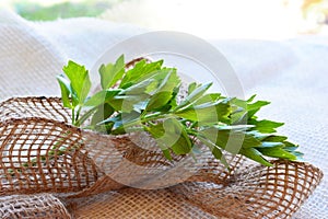 Fresh lovage on the nature background photo