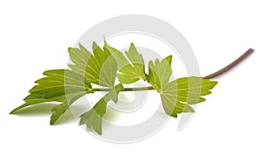 Fresh lovage twig