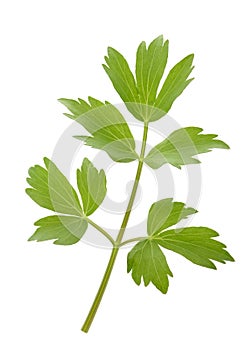 Fresh lovage twig