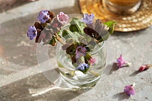 Fresh lungwort or pulmonaria flower on a table