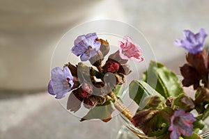 Fresh lungwort or pulmonaria flowers, closeup