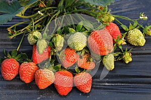 Fresh luscious strawberries