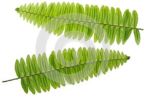 Fresh lush Fern leaf twig, green leaves isolated on white