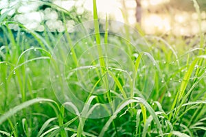 Fresh lush green grass with selective focusing water dew drops in morning sunrise