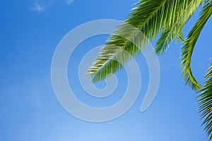 Fresh lush green leaf of palm tree over blue sky background border composition