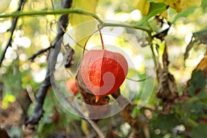 Fresh Lychee on the tree