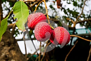 Fresh lychee on tree, Lychee fruit