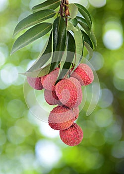 Fresh lychee on tree