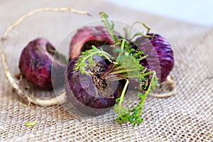 Fresh maca roots or Peruvian ginseng