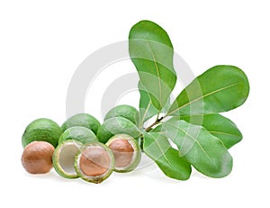 Fresh macadamia nut