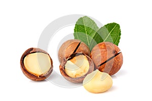 The macadamia nuts with leaf isolated. photo