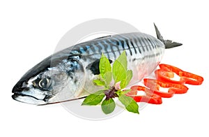 Fresh mackerel decorated with pepper and basil