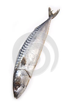 Fresh Mackerel fish