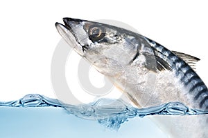 Fresh mackerel fish