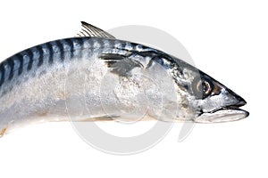 Fresh mackerel fish
