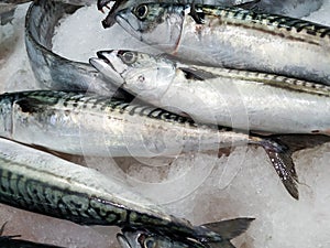 Fresh mackerel fish on crushed ice